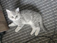 (Abgabebereit) BKH Britisch Kurzhaar Kitten zu verkaufen