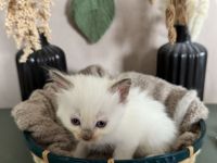 Ragdoll Cherubim Kitten mit Stammbaum