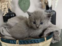 Ragdoll Cherubim Kitten 2 mit Stammbaum