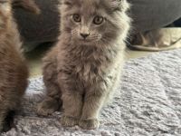 2 Zuckersüsse Maine Coon Kitten