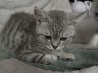BKH Kitten