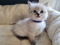 🐾 Wunderschöne Ragdoll Kitten suchen liebevolles Zuhause 🐾