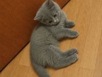 3 süße Kitten (15 Wochen) in liebevolle Hände abzugeben – Duisburg