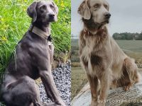 Langhaar weimaraner welpen
