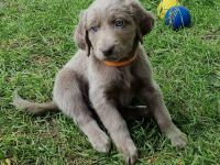 Langhaar weimaraner welpe 1 Hündin