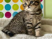 Reinrassige BKH Kitten:  Nur 1 Katze vorhanden !