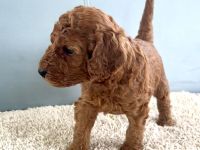 Labradoodle Welpen aus liebevoller Familienaufzucht