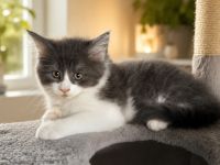 Unsere Rasselbande XL Maine Coons