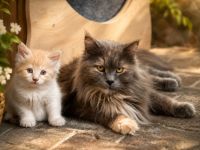 Unsere Rasselbande XL Maine Coons