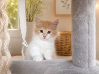 Unsere Rasselbande XL Maine Coons