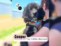 Kleiner Cooper - großes Herz