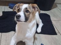 Roosevelt,  ein dynamischer Junghund sucht ein Hundeerfahrenes Zuhause