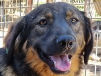 Kido, verschmuster kleiner Kerl auf der Suche nach seinen eigenen Menschen, 3J, 43 cm