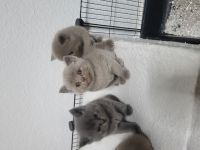 BKH katzen baby