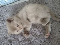 BKH katzenbaby