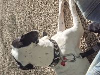 Verkaufe: Deutsche Dogge namens Charlie