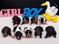 American Hairless Terrier Welpen