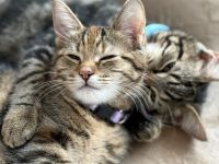 Süße Kitten suchen neues Zuhause 🏠 ( BKH Mix )