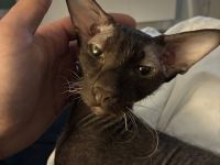 ORIENTALISCH KURZHAAR KATER NINHO