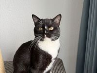 Sumi und Kuma suchen ein neues Zuhause