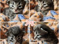 Norwegische Waldkatzen Kitten reinrassig mit Papieren