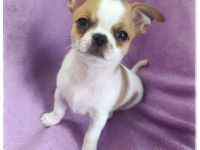 Chihuahua Rüde in Traumfarbe mit großem Startpaket aus seriöser Zucht mit Erfahrung