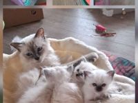 Heilige Birma Kitten