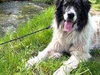 Banshee - Seniorin sucht Knuddelpartner