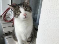 Hauskatze Kimba