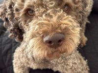 Exklusiver Deckrüde – Lagotto Romagnolo aus erstklassiger italienischer Spitzenzucht