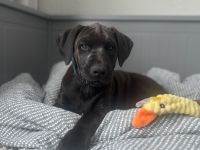 Dobermann Mix Welpe