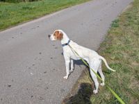 Pointer Rüde 2 Jahre