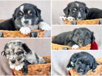 Golden Aussie / Australian Retriever - 75 % Australian Shepherd Welpen mit Papieren
