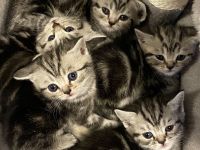 Reinrassige BKH kitten in Tabby