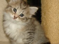 Norwegische Waldkatze