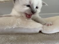 Birma kitten