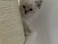 Birma kitten