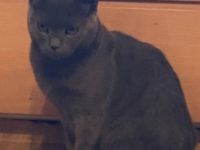 Reinrassiger BKH Deckkater.