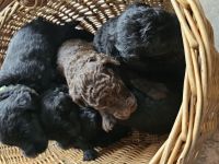 Labradoodle Welpen F1b