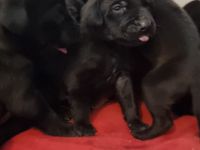 Schwarz und Braune Ridgeback