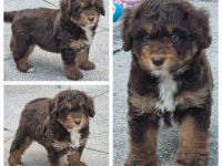 Aussiedoodle - Mini/Medium - bezaubernde Welpen in tollen Farben (keine Arbeitslinie).
