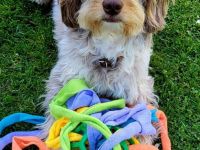 Aussiedoodle - Mini/Medium - bezaubernde Welpen in tollen Farben (keine Arbeitslinie).