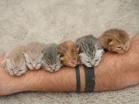 BKH Kitten