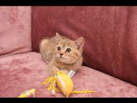 BKH Kitten