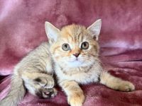 BKH Kitten