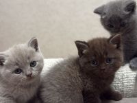 BKH Kitten suchen neues Zuhause