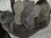 BKH Kitten suchen neues Zuhause