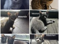 6 Wunderschöne BKH Katzen/Kater abzugeben