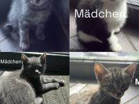 3 Wunderschöne BKH Katzen ab sofort abzugeben