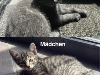 2Wunderschöne BKH Katzen abzugeben beide 250